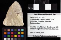 Foto (Objket + Etiketten) von ? Nodoprosopon sp. 